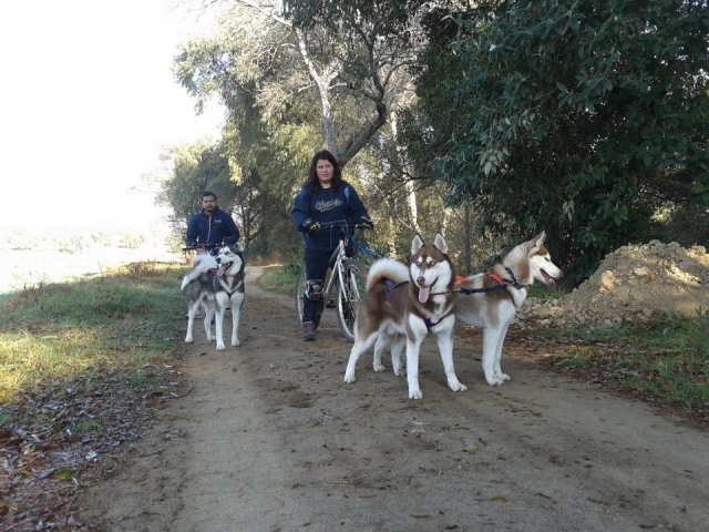  Mushing auf einer einfachen Route 